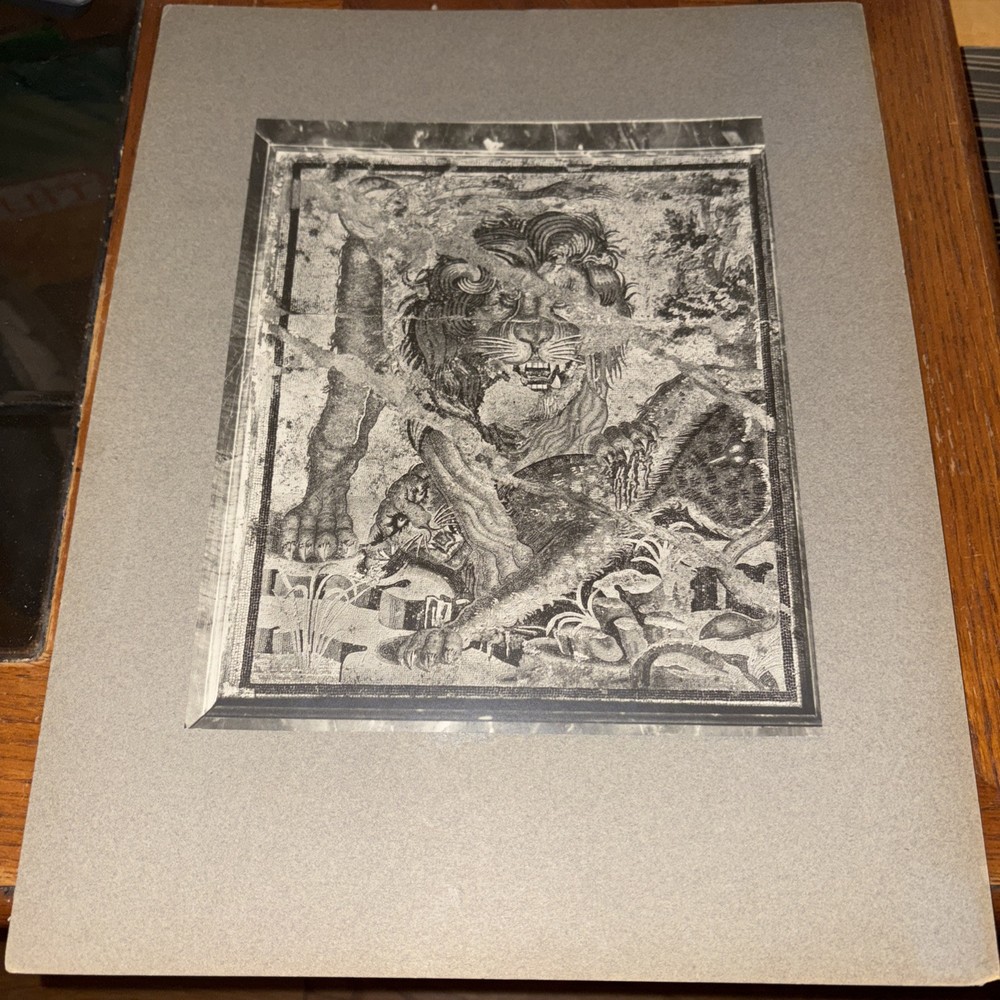 Vintage Lion Killing Leopard From Pompeii Mounted Roman Mosaic Photo Naples