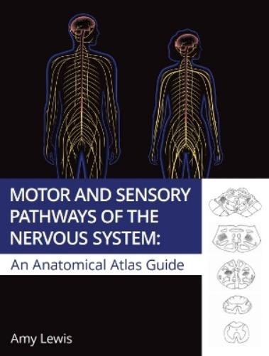 Amy Lewis Motor and Sensory Pathways of the Nervous System: (Paperback)Another great item from Rarewaves USA | Free delivery!