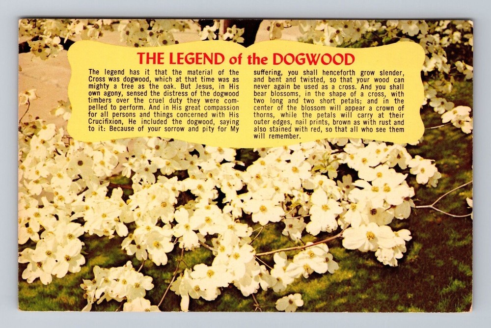 The Legend Of The Dogwood Vintage Postcard