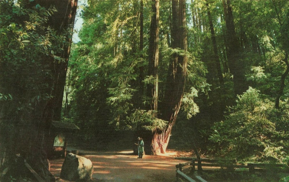 Muir Woods National Monument - Mill Valley California CA - Postcard