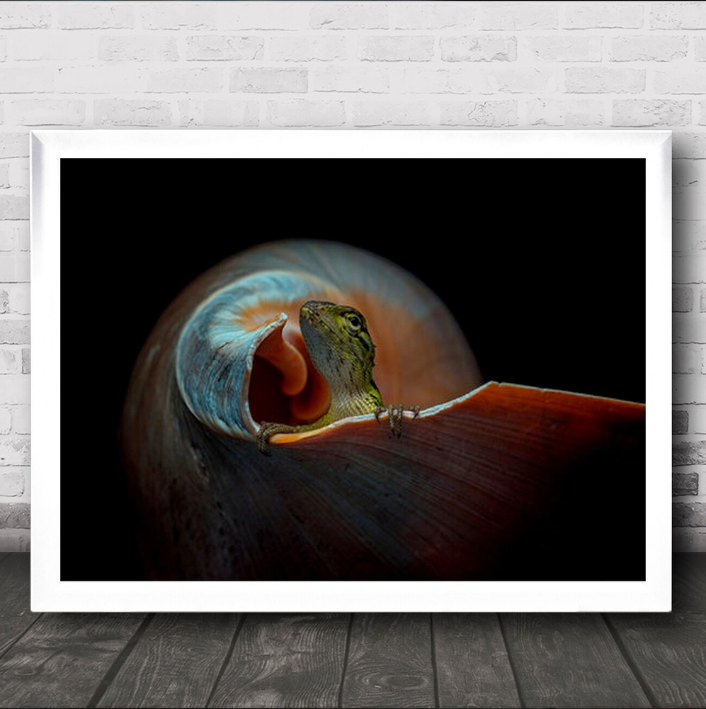 The Snail Home Lizard Animal Animals Lizards Reptile Reptiles Wall Art Print