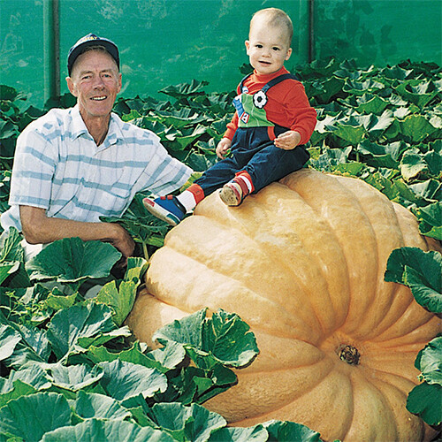 Dill's Atlantic Giant Pumpkin Seeds | World Record Holder | Free Shipping | 1074