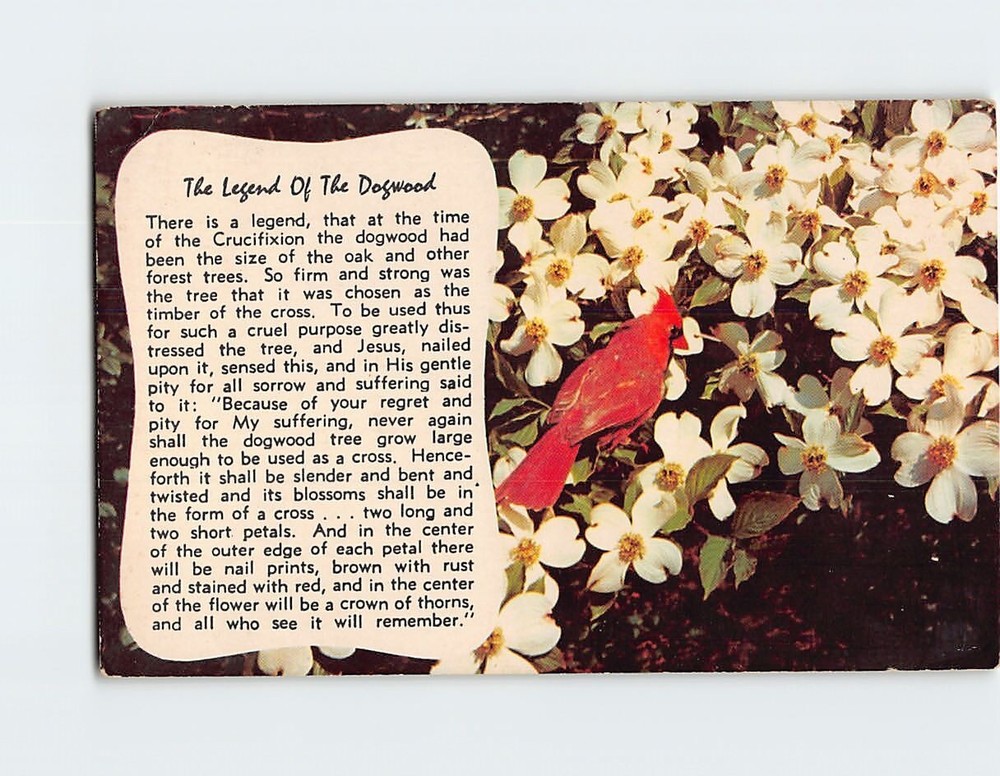 Postcard The Legend of the Dogwood