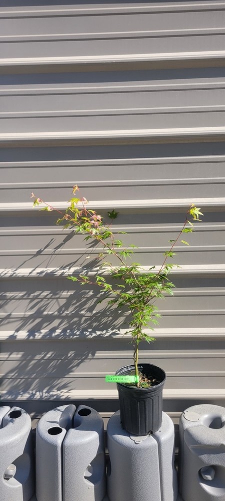 Acer palmatum 'Kotobuki' Rare Pink Variegated Japanese Maple 1 Gallon-image