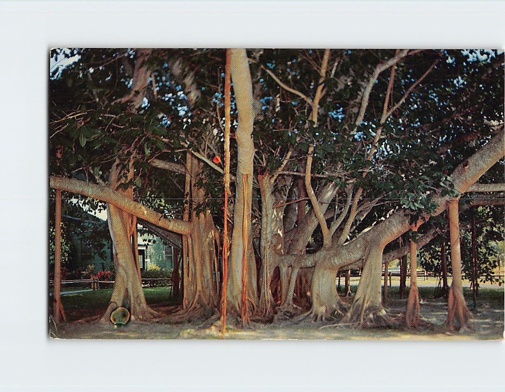 Postcard Banyan Tree Edison Winter Home Fort Myers Florida USA