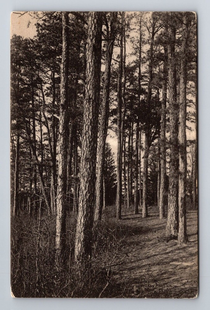 Lakehurst NJ-New Jersey, the Fines, Antique Vintage Souvenir Postcard