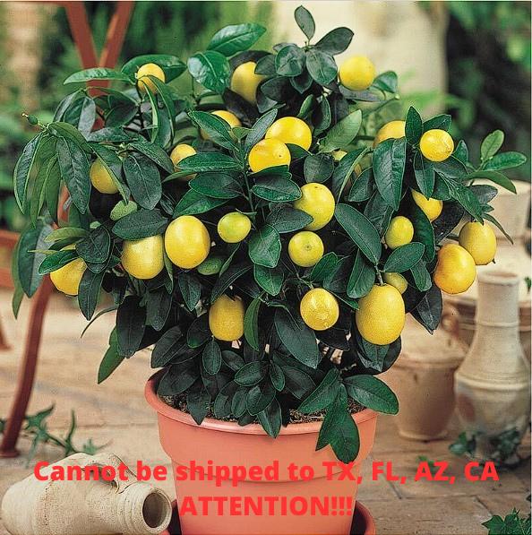 Meyer Lemon Tree Citrus Limon Dwarf Fruiting Plant 6-8