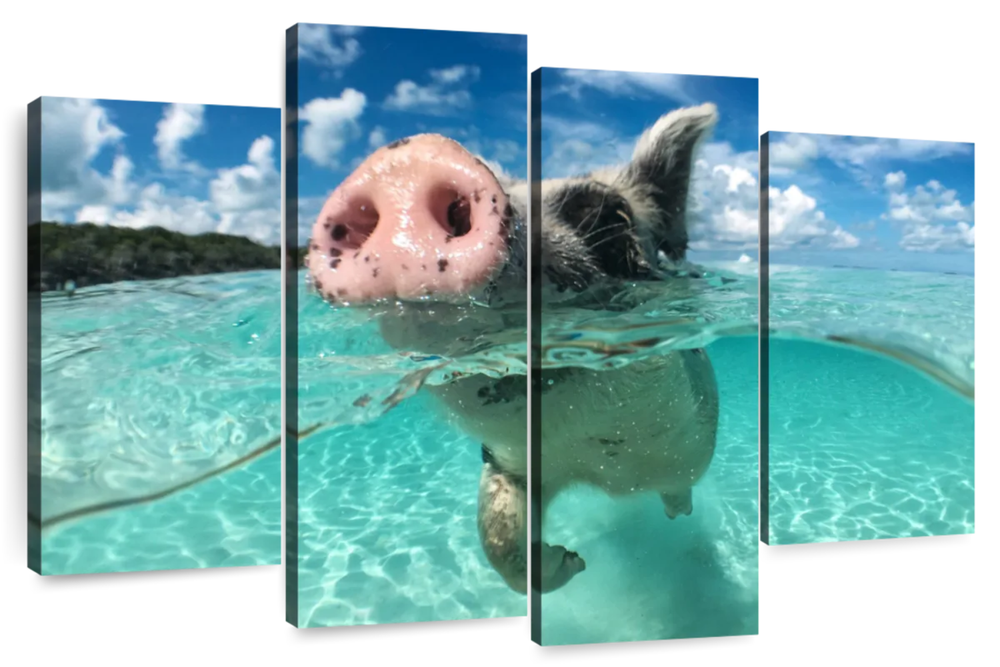 Swimming Pig Wall Art