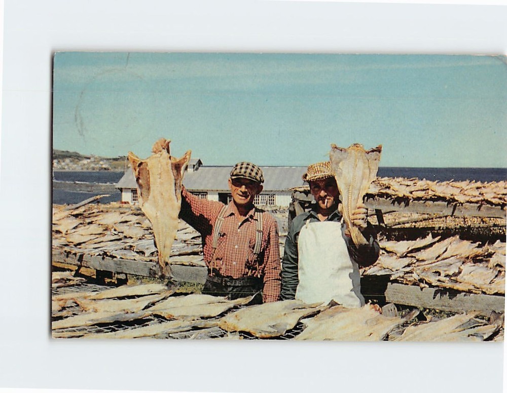Postcard Dried Cod La Gaspesie Cloridorme Quebec Canada