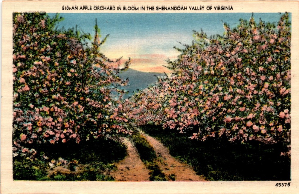 Apple Orchard, Bloom, Shenandoah Valley, Virginia, Asheville, N. C. Postcard