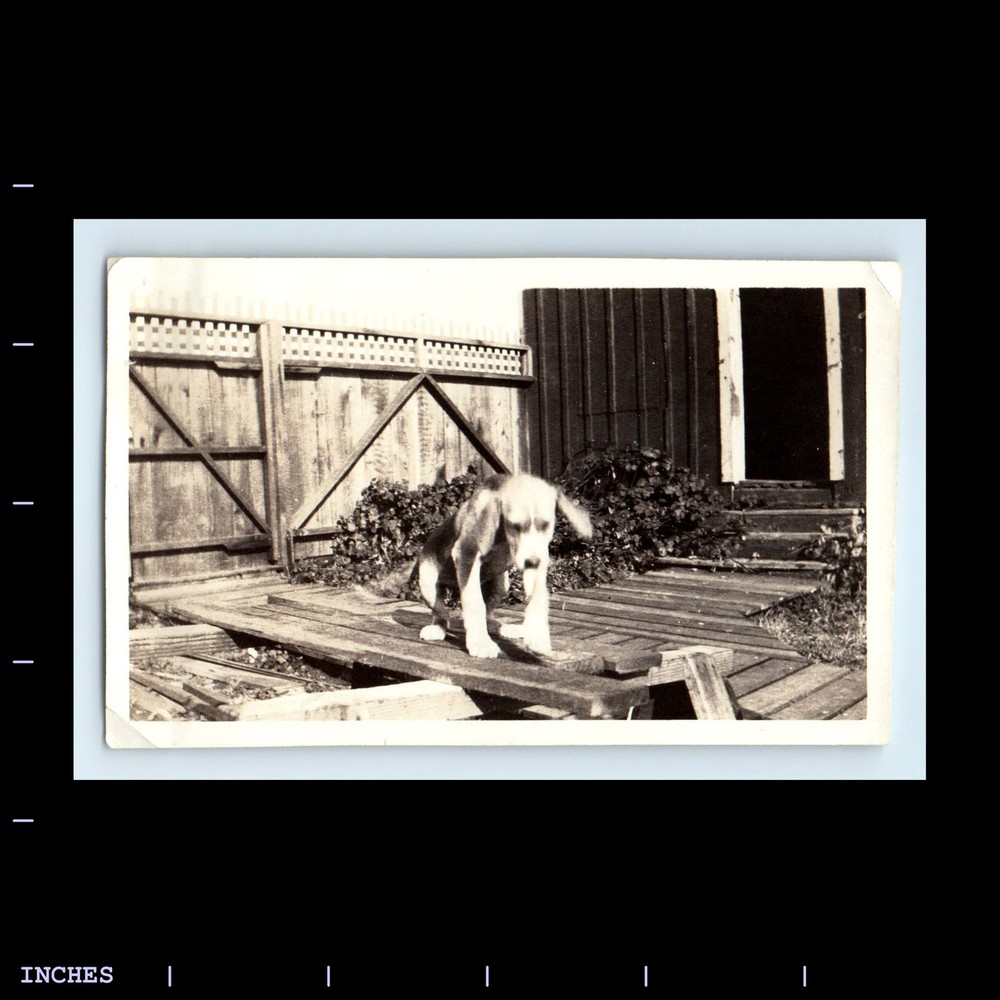 Old Vintage Photo PUPPY DOG IN YARD