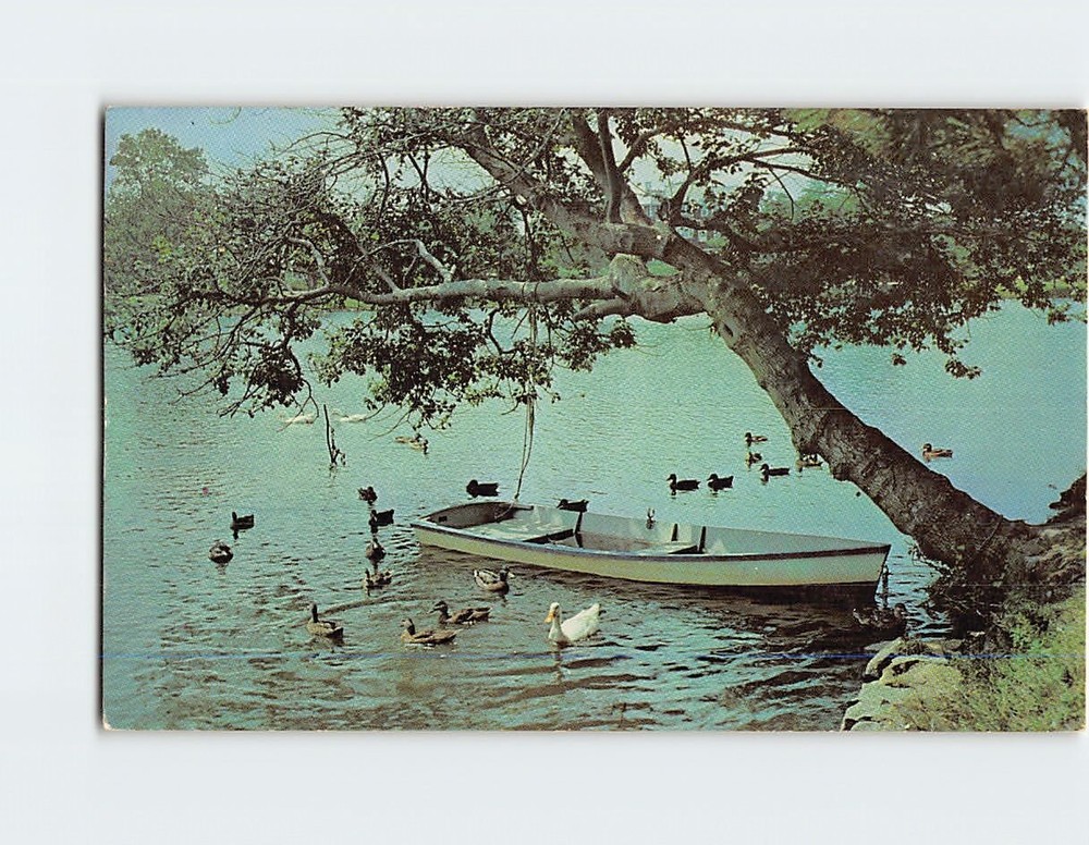 Postcard Boat & Ducks on the Lake Scene