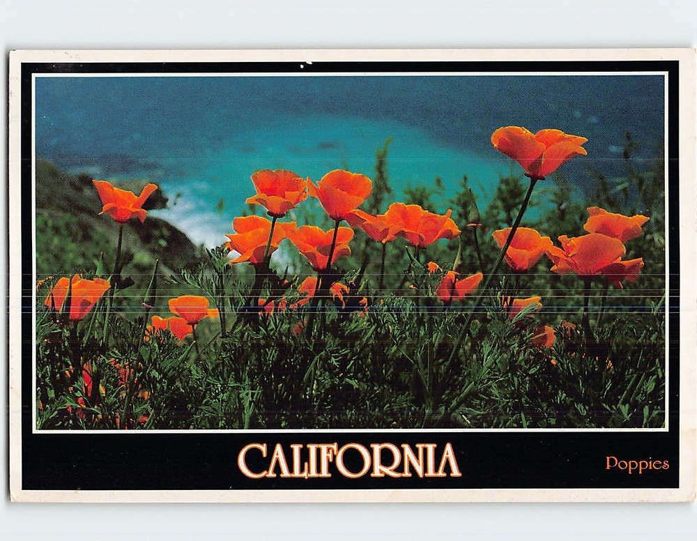 Postcard California Poppy California's State Flower