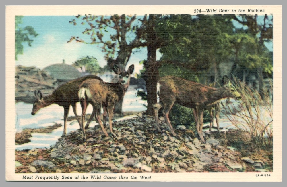 Wild Deer In The Rockies Frequently Seen Western Game 1935 Vintage UNP Postcard