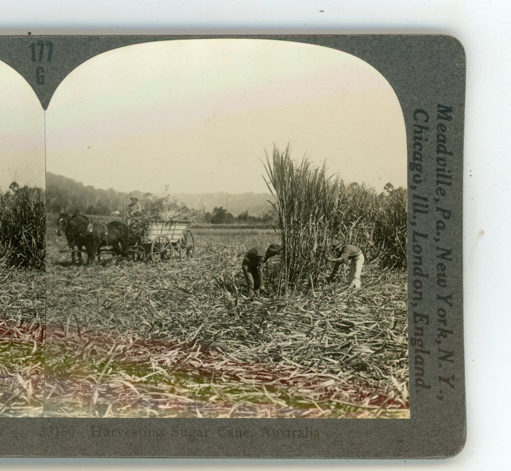 Harvesting Sugar Cane Australia Keystone Stereoview