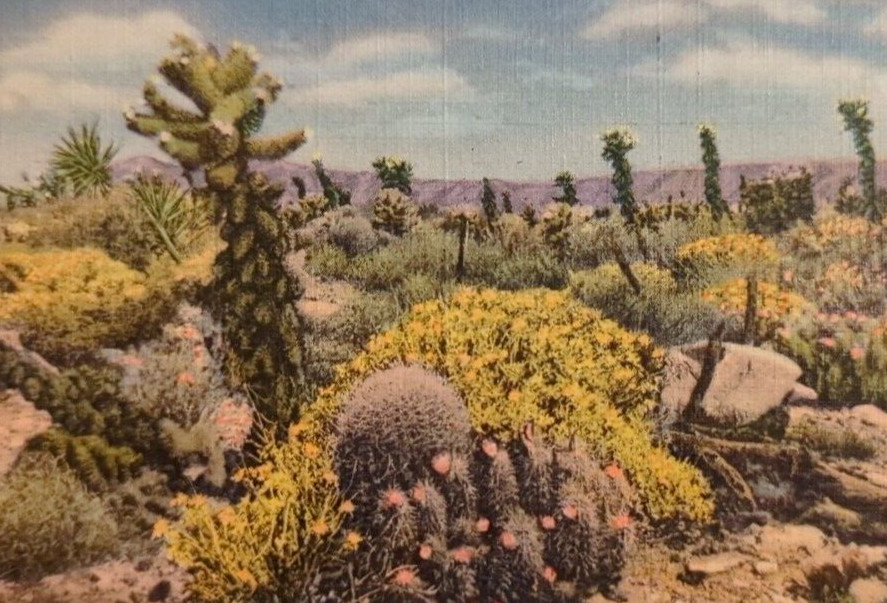 Devil's Cactus Garden of the Dessert California Posted 1938 VTG Linen Postcard