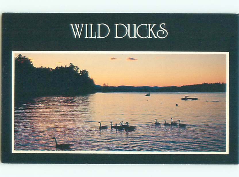 1980's WILD DUCKS ON LAKE Bridgton - Near Lewiston Maine ME m/09 AE3497