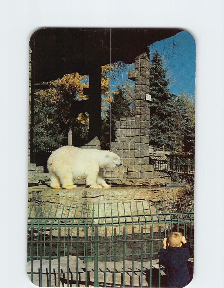Postcard Polar Bear in City Park Zoo Denver Colorado USA
