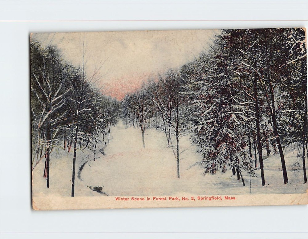 Postcard Winter Scene in Forest Park Springfield Massachusetts USA
