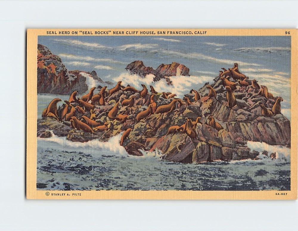 Postcard Seal Herd on Seal Rocks near Cliff House San Francisco California USA