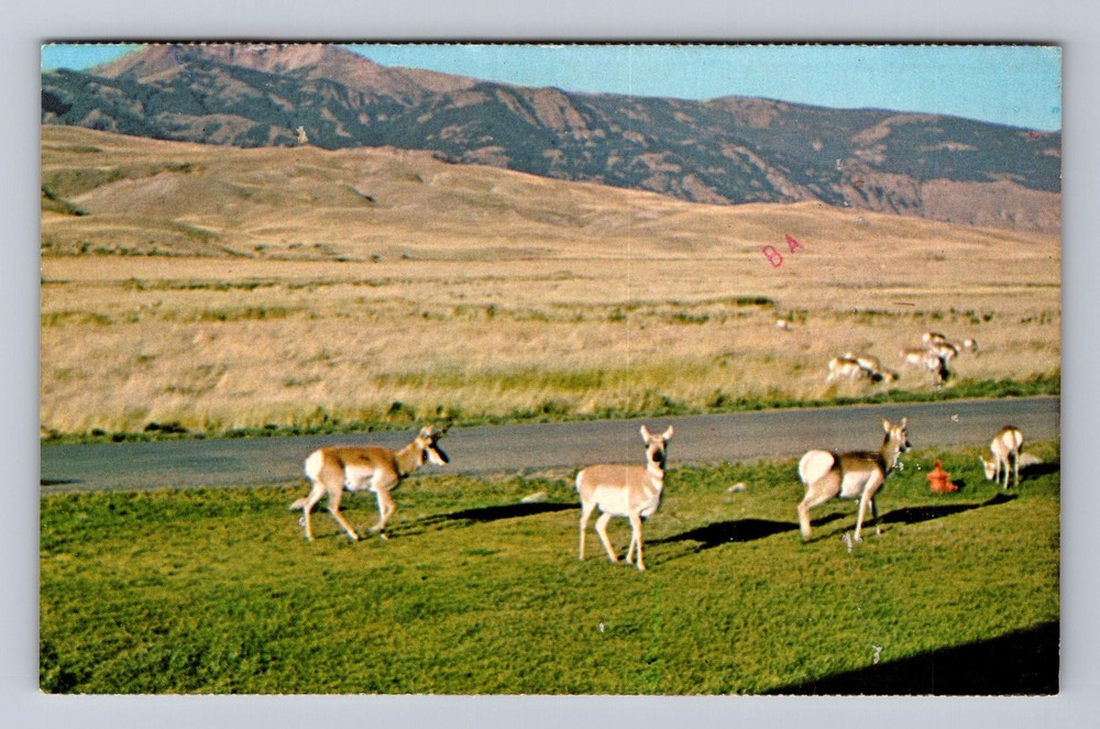WY-Wyoming Antelope As Seen On Our Western Plains Vintage c1976 Postcard