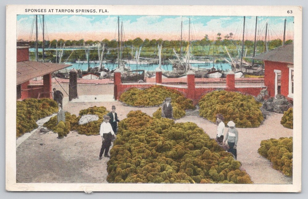 Vintage Sponges at Tarpon Springs FL Postcard - Hartman Card Co.