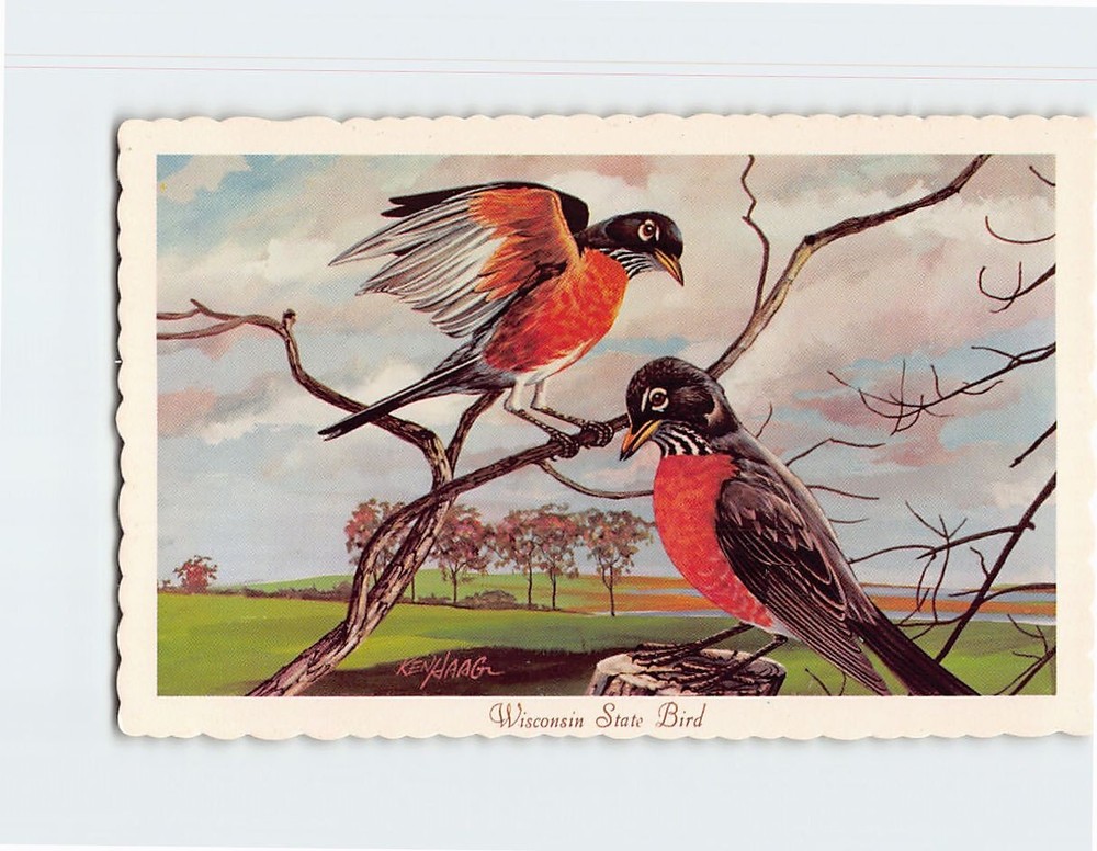 Postcard Robin State Bird of Wisconsin USA