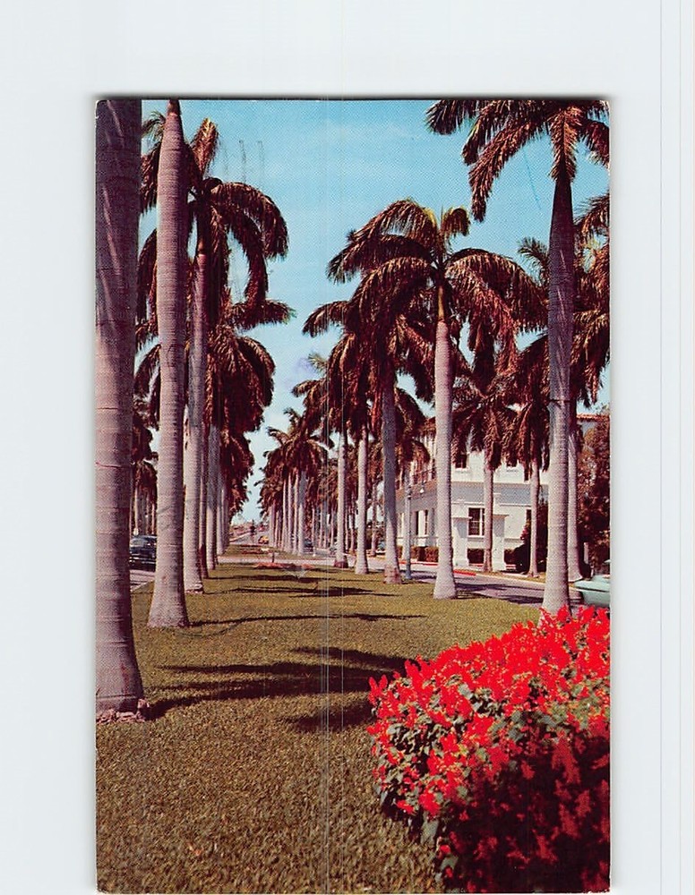 Postcard Magnificent Royal Palms Avenue Florida USA North America