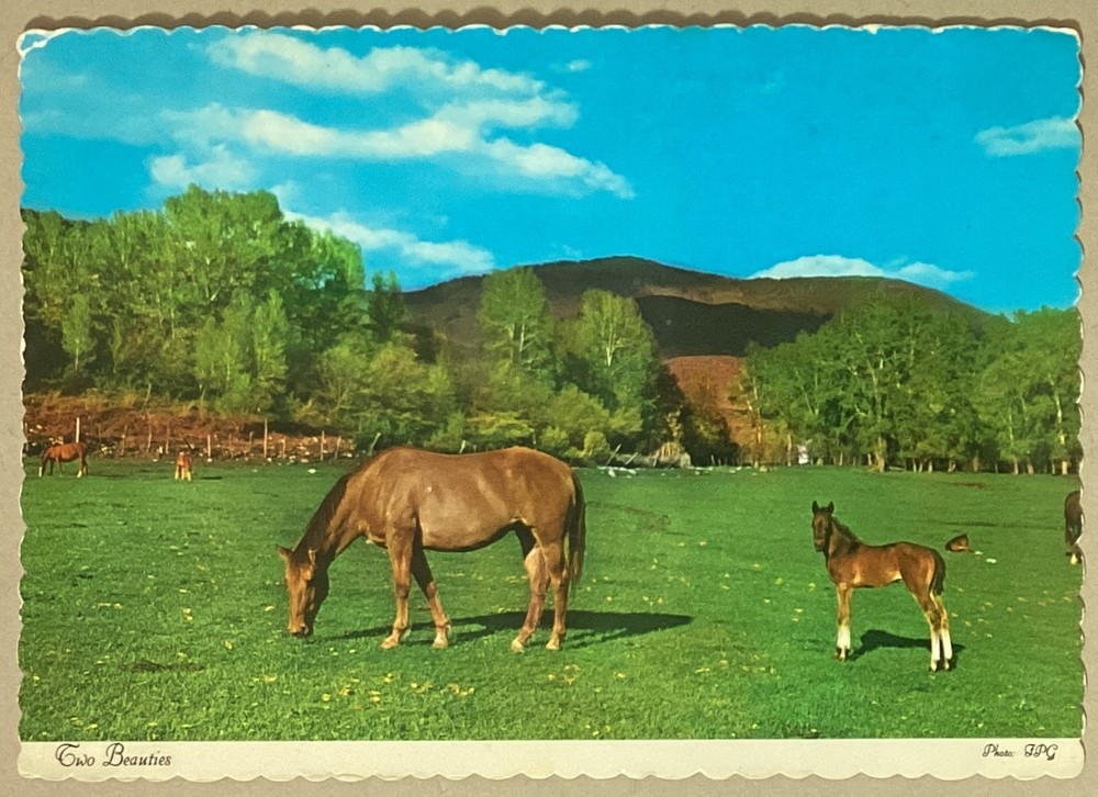 Horses Mare Foal Vintage Continental Chrome Postcard Unposted