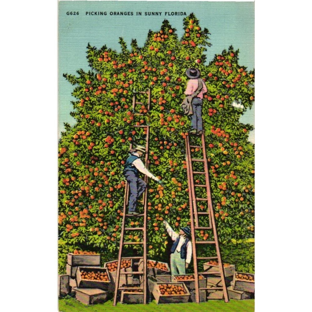 Vintage 1943 Florida Linen Postcard Picking Oranges Hartman Card Co G626 Citrus