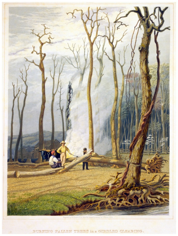 Decor Poster. Fine Graphic Art. Burning fallen Trees. Home Wall Design. 1098
