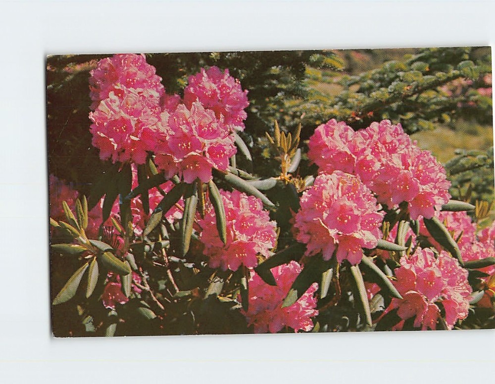 Postcard Purple Rhododendron in Full Bloom Southern Appalachian Mountains