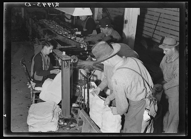 Photo:Tulelake California 1939 Potato Packing Shed Grading Sacking Workers