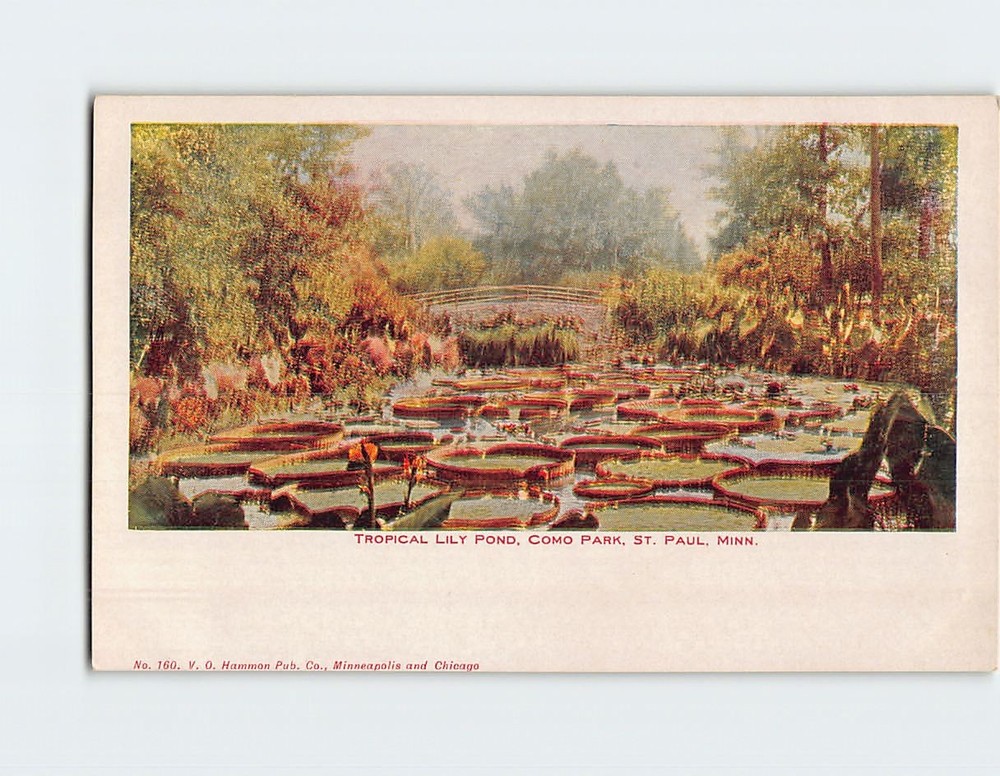 Postcard Tropical Lily Pond Como Park St. Paul Minnesota USA