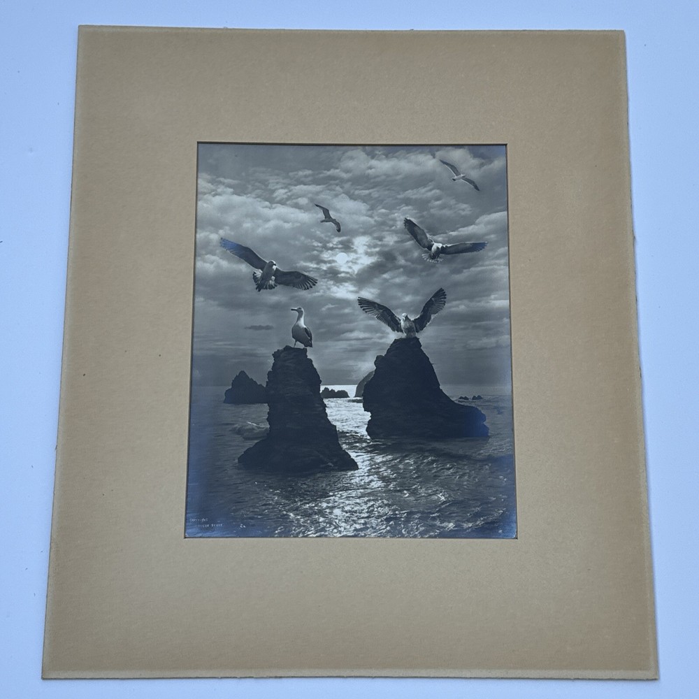 ROVERE SCOTT PHOTOGRAPH ANTIQUE COASTAL SEAGULLS BEACH 1910 EARLY CALIFORNIA SF