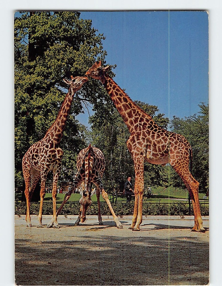 Postcard Giraffen Zoologischer Garden Hanover Germany