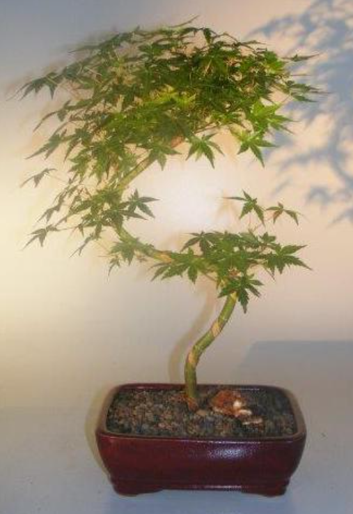 Green Japanese Maple Bonsai Tree Live Acer Palmatum Curved S Shape Trunk 13-15