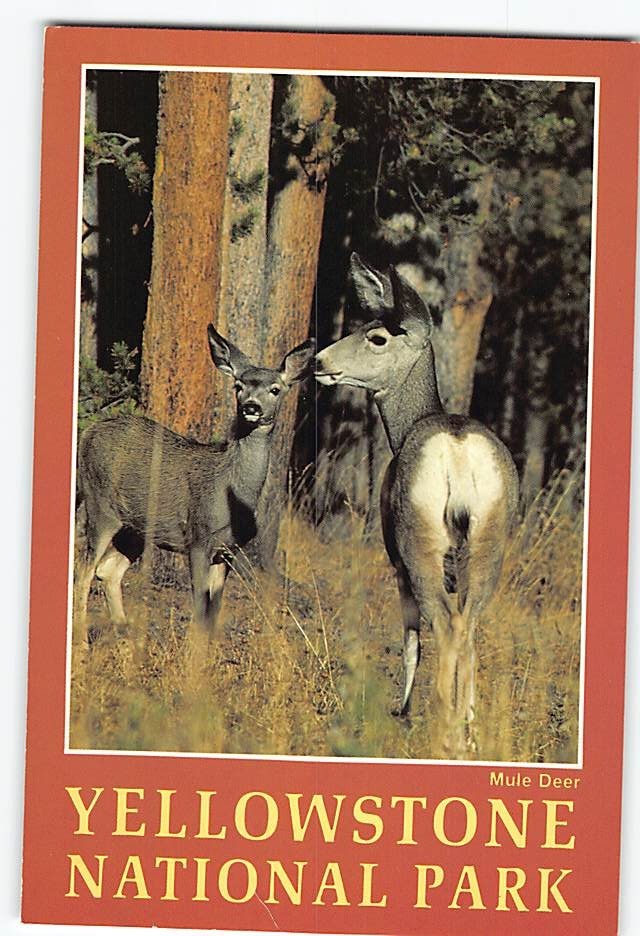 Postcard Mule Deer Yellowstone National Park Wyoming USA