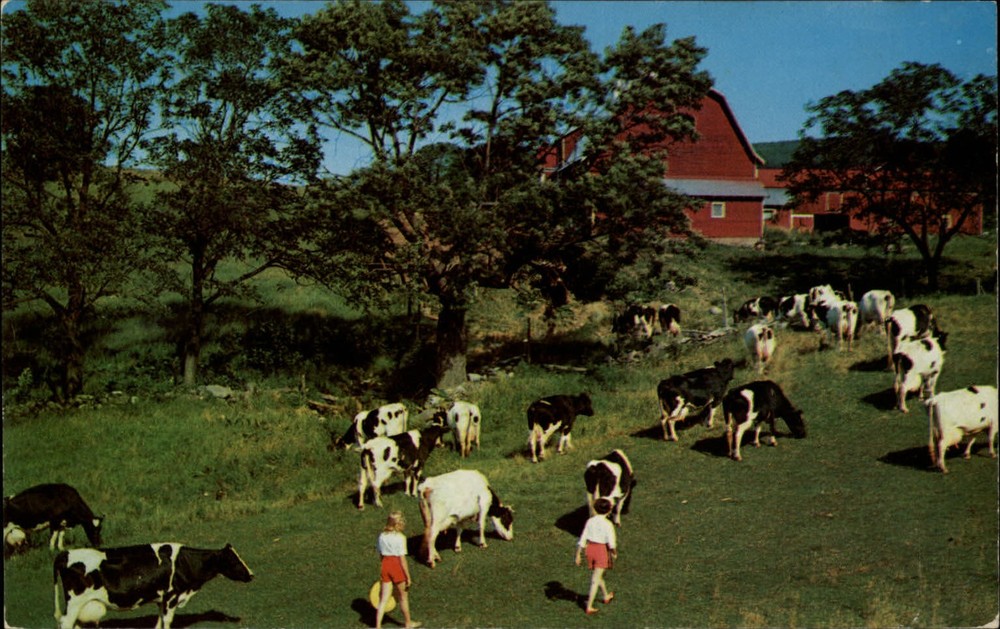 Dexter Press bucolic farm barn dairy cows girls unused vintage postcard