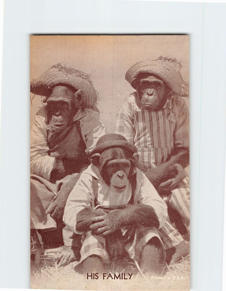 Postcard Family Chimpanzee Monkey Anthropomorphic Animal Comic