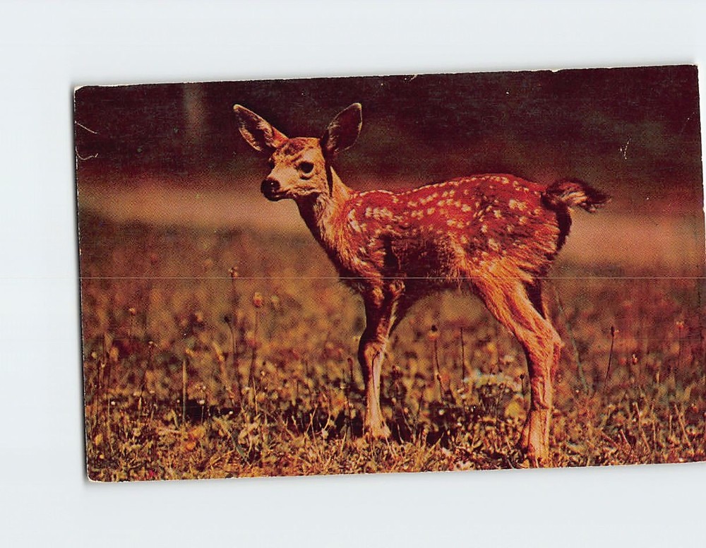 Postcard Fawn