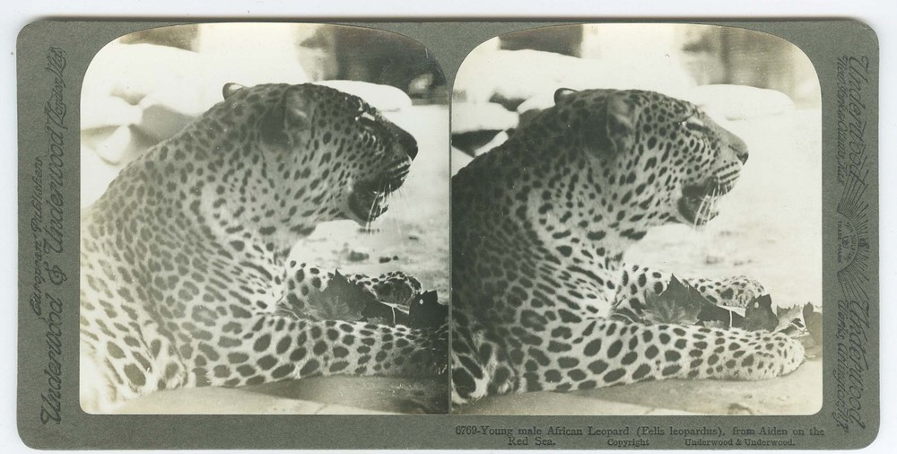 D1307~ AFRICAN LEOPARD c.1920 Stereoview - Underwood