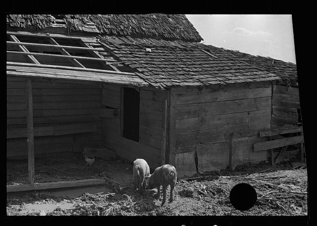 Photo:1930s Farmhouse Chickens Yard Rural Cabin Exterior