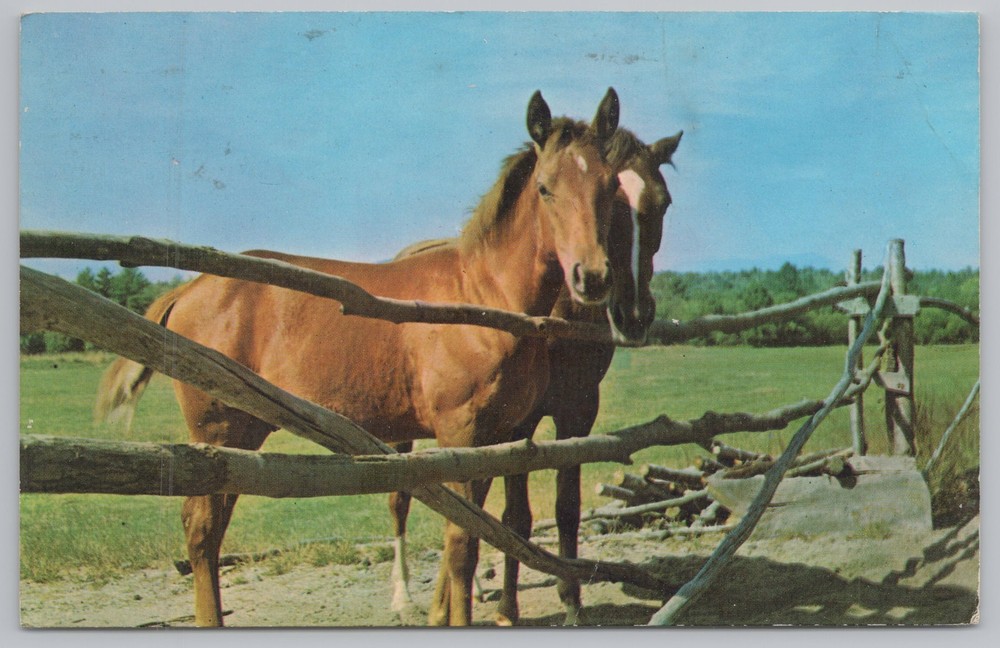 Animal~Horses Behind Fence~Vintage Postcard
