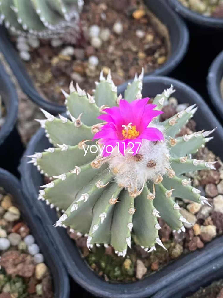 Geohintonia mexicana Rare cactus succulent plant grows very slowly 3-4cm