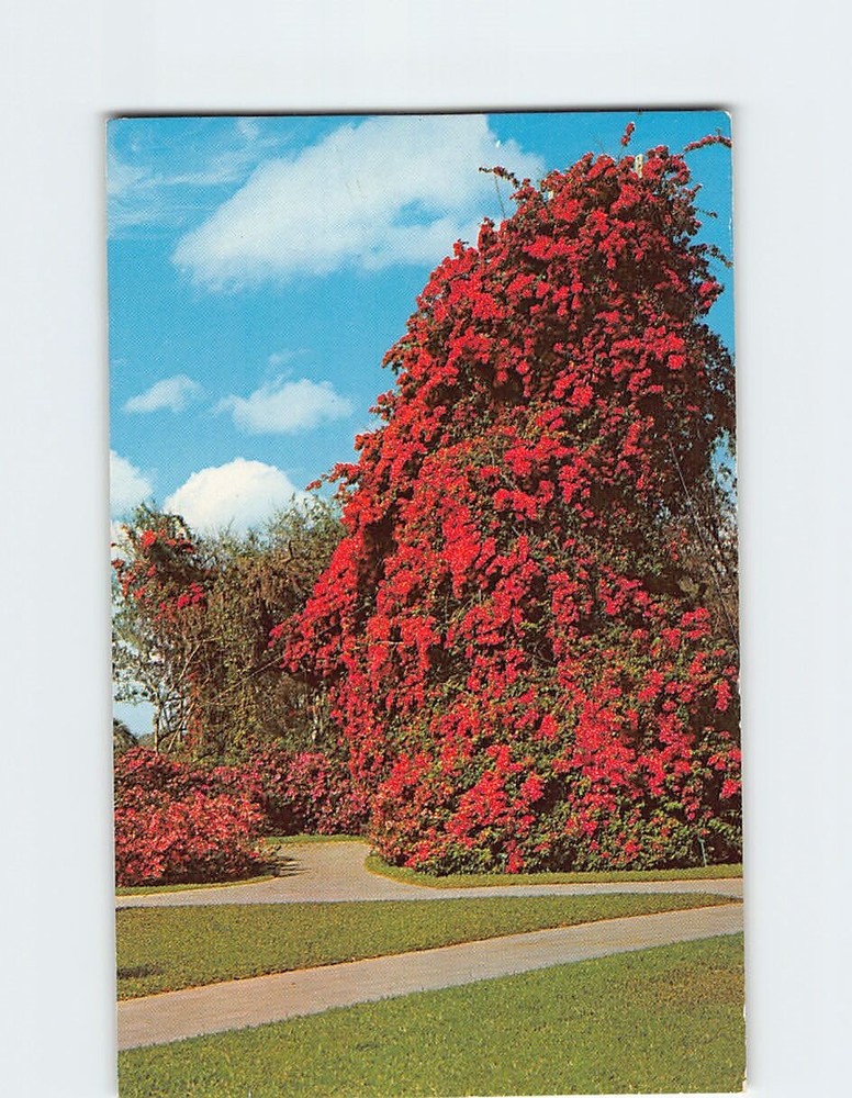 Postcard Bougainvillea Cypress Gardens Florida USA