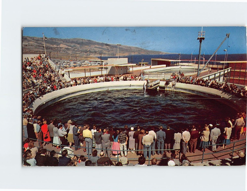Postcard Porpoise Feeding Time Marineland Of The Pacific California USA
