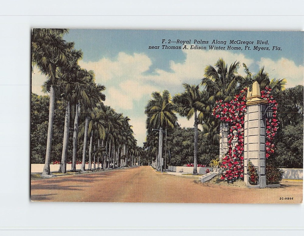 Postcard Royal Palms Along McGregor Blvd. Fort Myers Florida USA