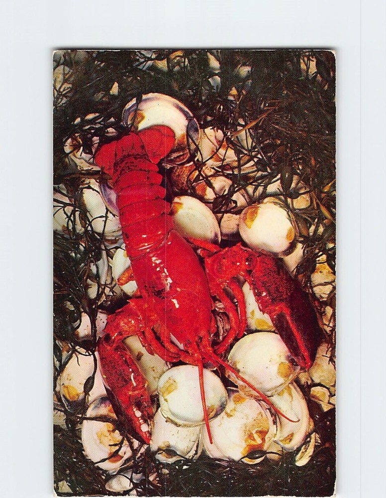 Postcard Cape Cod Lobster Massachusetts USA