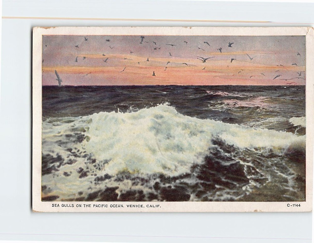 Postcard Sea Gulls on the Pacific Ocean Venice California USA
